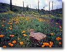 Wildflowers, Baja, California