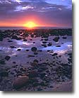 Wildflowers, Sunset, Baja California