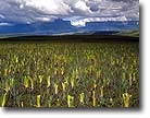 Bromeliads, Canaima National Park, Venezuela