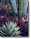 Still life, Baja