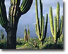Cardon cactus, Baja California, Mexico