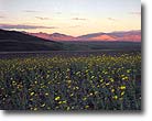 Wildflowers, Death Valley