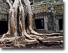 Ta Prohm, Cambodia