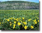 Mule's ears, Uinta National Forest