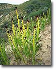 Desert Candle, Carrizo Plain National Monument, CA