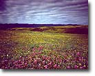 Wildflowers, Cuyama Valley