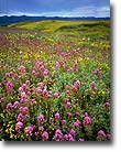 Wildflowers, Cuyama Valley, CA