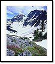 Mountain heather, Cascade Pass, North Cascades National Park, WA