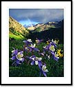 Colorado columbine and rainbow, San Juan mountains, CO