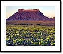 Factory butte and mustard in spring, BLM land near Hanksville, UT