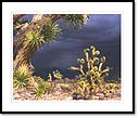 Joshua trees in storm, Joshua tree forest, Grand Cliffs wash, AZ